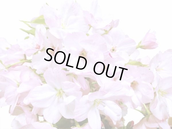 画像4: 旭山桜 貴風盆栽素材 (4)