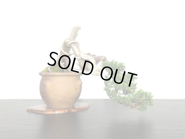 画像2: 真柏 小品盆栽 (2)