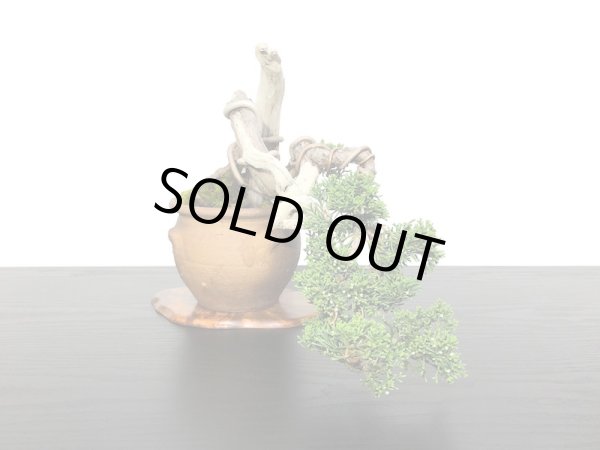 画像5: 真柏 小品盆栽 (5)