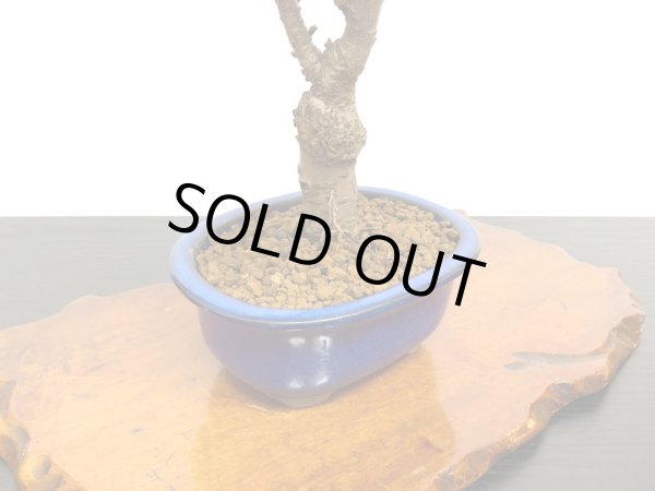 画像3: 旭山桜 貴風盆栽素材 (3)