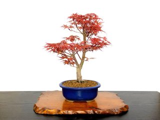 貴風/中品盆栽 - FROM JAPAN