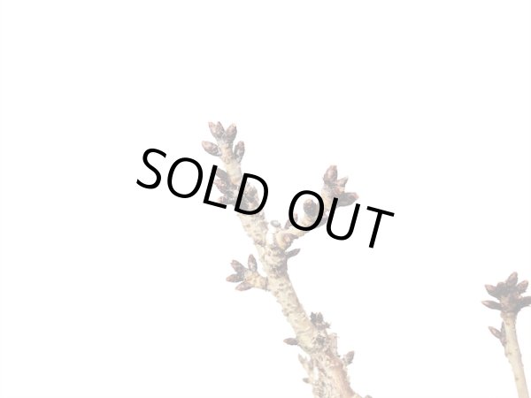 画像5: 旭山桜 貴風盆栽素材 (5)