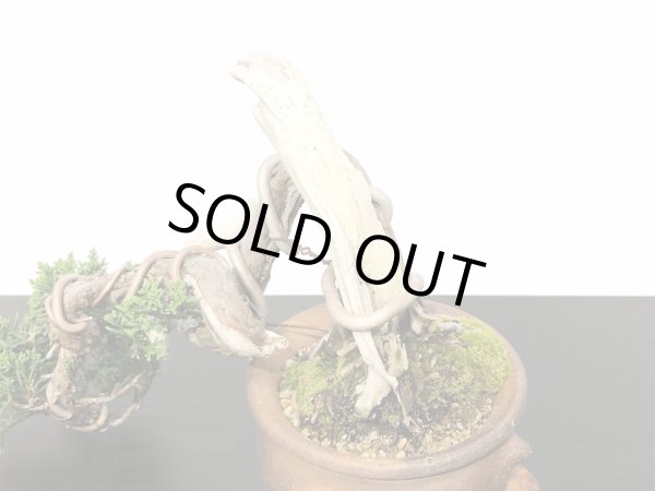 画像4: 真柏 小品盆栽 (4)