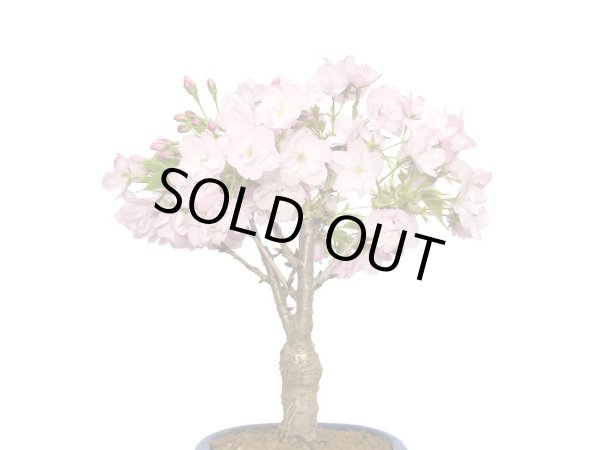 画像2: 旭山桜 貴風盆栽素材 (2)