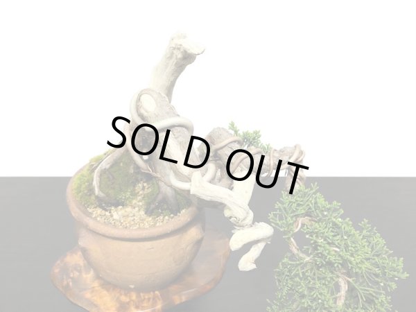 画像3: 真柏 小品盆栽 (3)