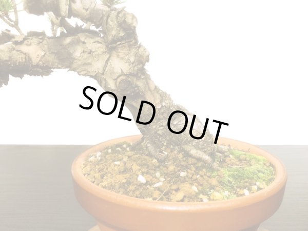 画像6: 赤松 貴風盆栽素材 (6)