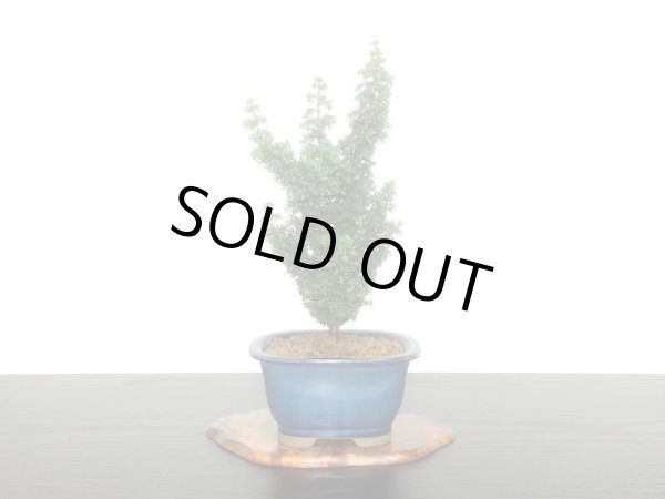 画像6: 石化檜　雅　小品盆栽素材 (6)