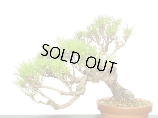 画像7: 赤松 貴風盆栽素材 (7)