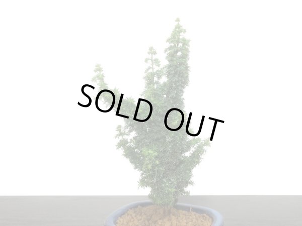 画像5: 石化檜　雅　小品盆栽素材 (5)