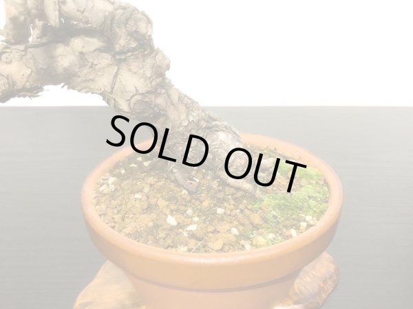 画像3: 赤松 貴風盆栽素材 (3)