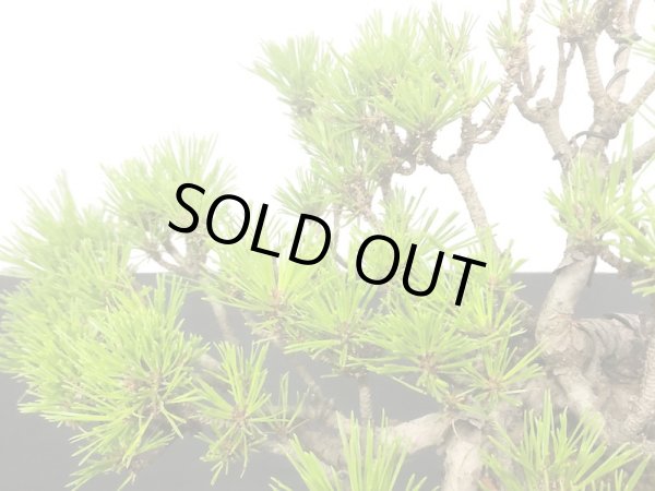 画像4: 赤松 貴風盆栽素材 (4)