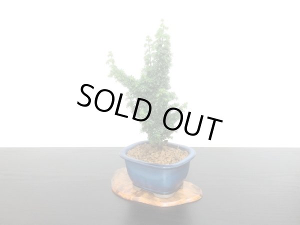 画像3: 石化檜　雅　小品盆栽素材 (3)