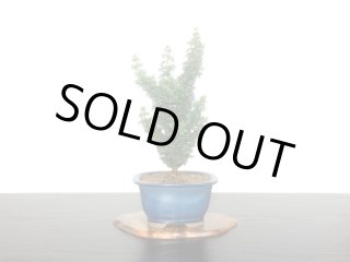 格安盆栽素材/生産品紹介/石化檜 中品盆栽素材 販売/通販のFROM JAPAN
