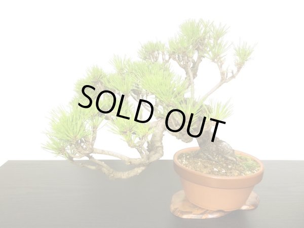 画像2: 赤松 貴風盆栽素材 (2)