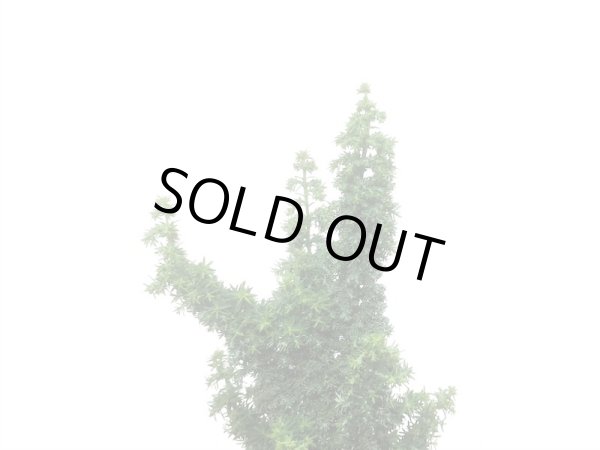 画像4: 石化檜　雅　小品盆栽素材 (4)