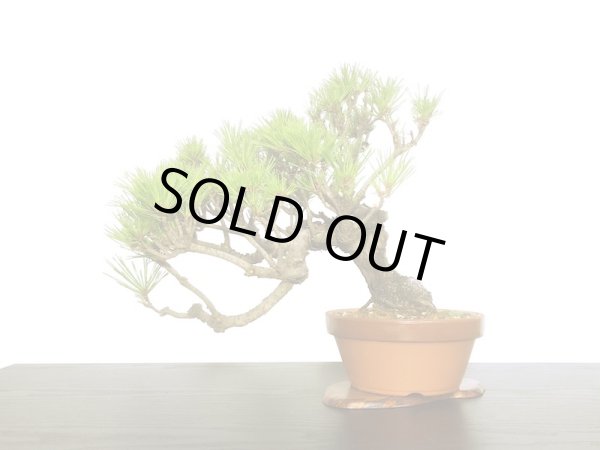 画像5: 赤松 貴風盆栽素材 (5)