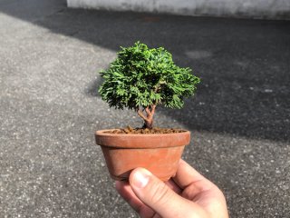 格安盆栽素材/生産品紹介/石化檜 中品盆栽素材 販売/通販のFROM JAPAN