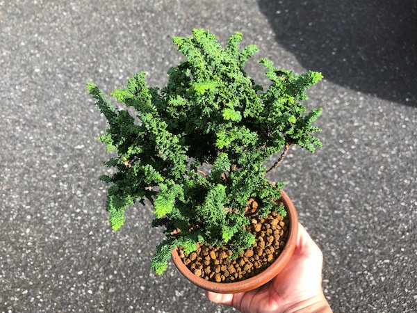 画像4: 石化檜 小品盆栽素材 (4)