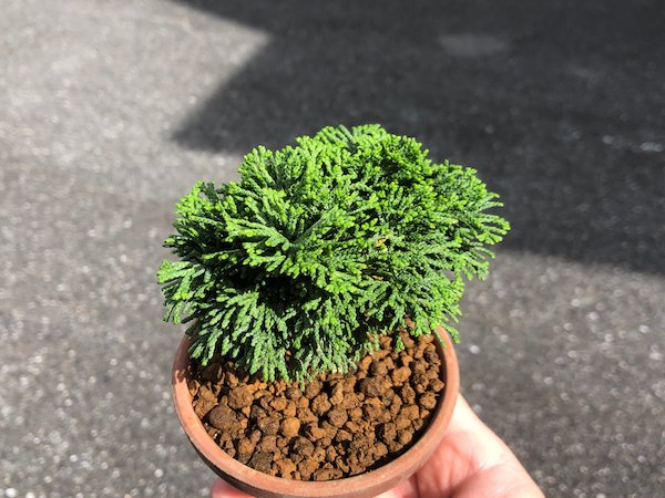 画像4: 連山檜 小品ミニ盆栽素材 (4)