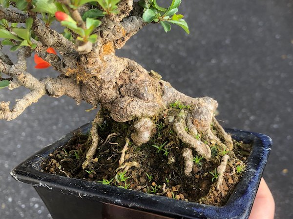 画像4: 長寿梅 小品盆栽 (4)