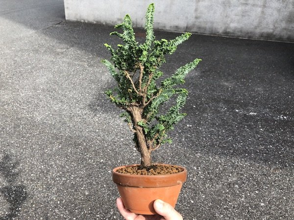 画像3: 石化檜 中品盆栽素材 (3)