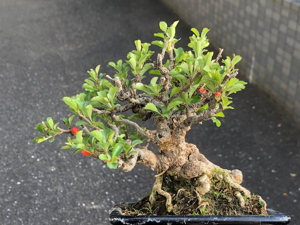 画像6: 長寿梅 小品盆栽 (6)