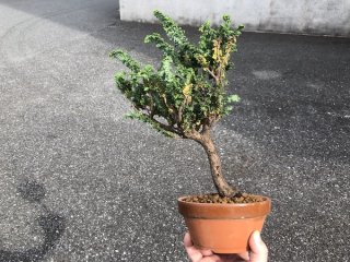 ♦小品盆栽鉢 富舟作 鋲打ち三足丸鉢ミニ盆栽鉢 コレクション 骨董品 ♢小品盆栽鉢 富舟作 鋲打ち三足丸鉢ミニ盆栽鉢