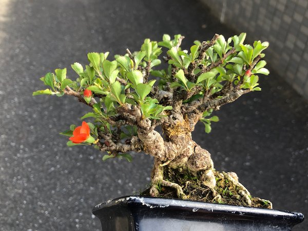 画像2: 長寿梅 小品盆栽 (2)