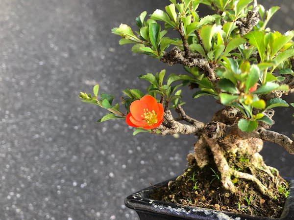 画像3: 長寿梅 小品盆栽 (3)