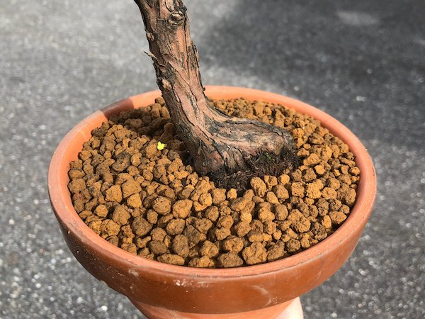 画像2: 石化檜 中品盆栽素材 (2)