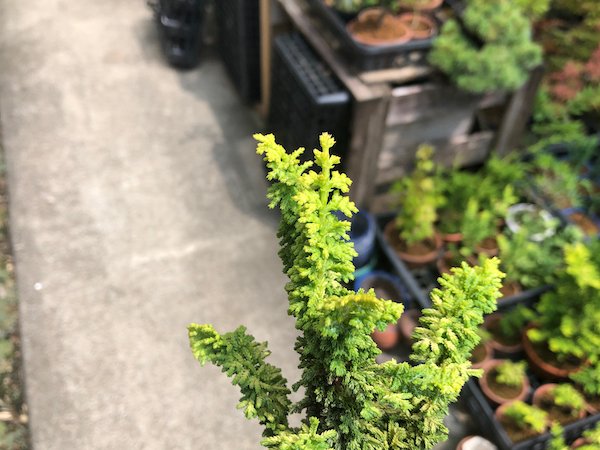 画像2: 黄金石化檜 小品盆栽素材 (2)