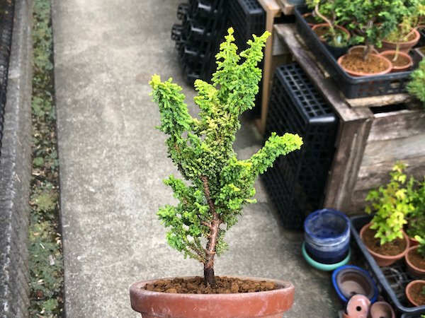 画像5: 黄金石化檜 小品盆栽素材 (5)