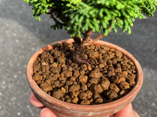 画像3: 連山檜 小品ミニ盆栽素材 (3)