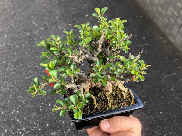 画像5: 長寿梅 小品盆栽 (5)