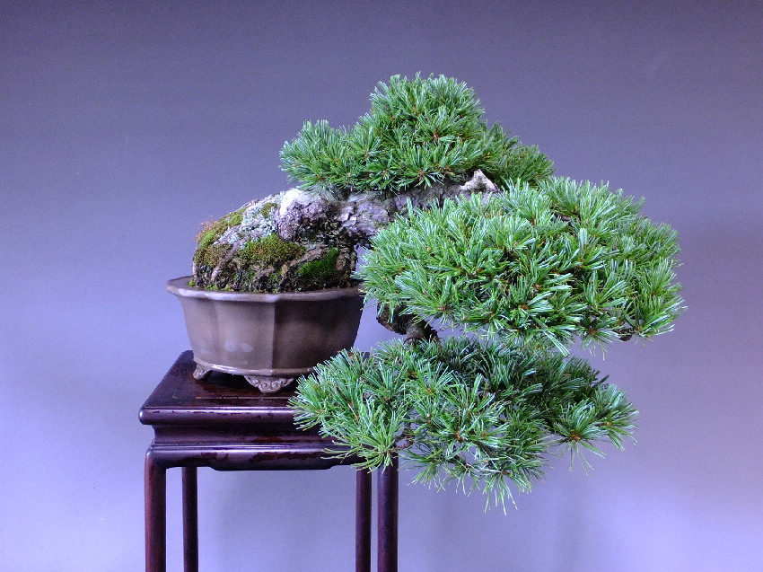 貴風盆栽五葉松-