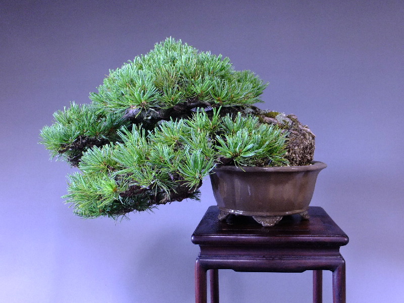 逸品盆栽/推奨盆栽/八つ房那須五葉松 貴風盆栽 販売/通販のFROM JAPAN