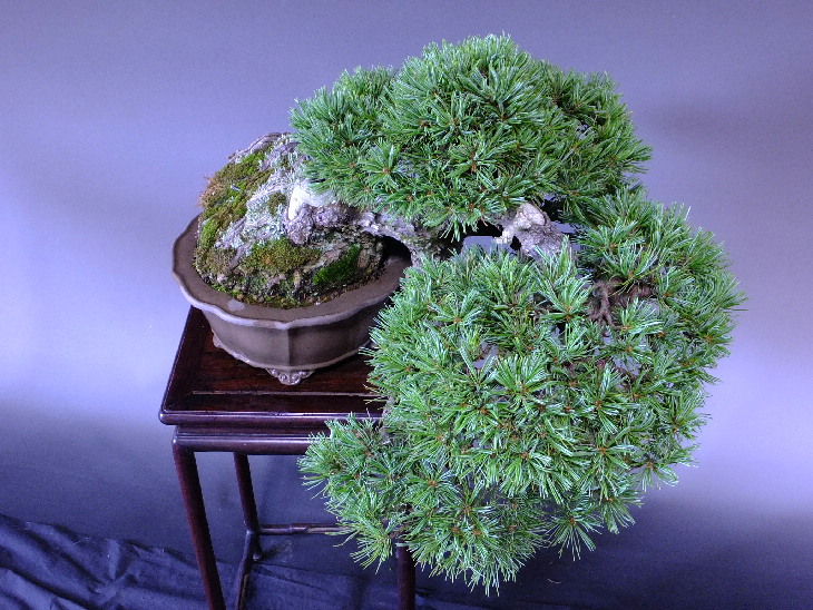 逸品盆栽/推奨盆栽/八つ房那須五葉松 貴風盆栽 販売/通販のFROM JAPAN