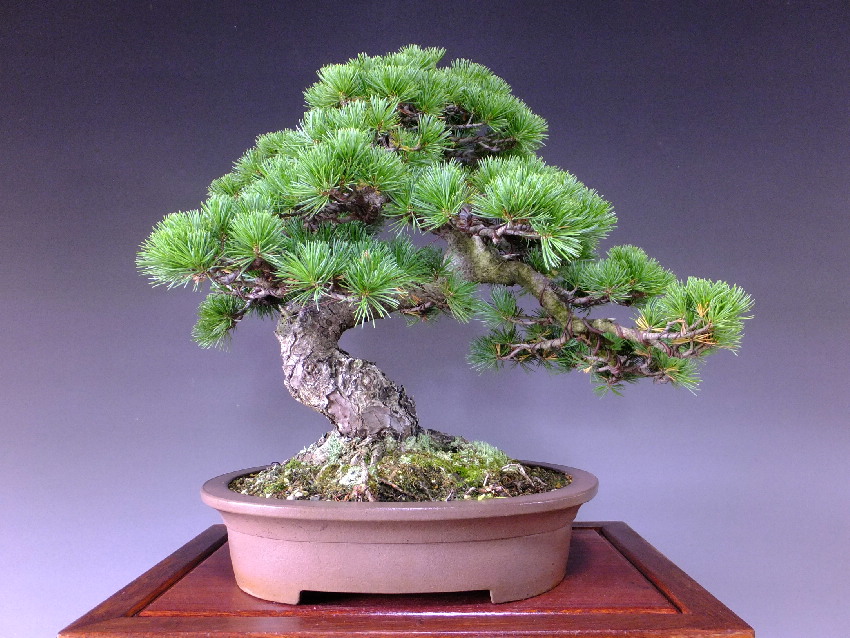 逸品盆栽/推奨盆栽/那須五葉松 中品盆栽 販売/通販のFROM JAPAN