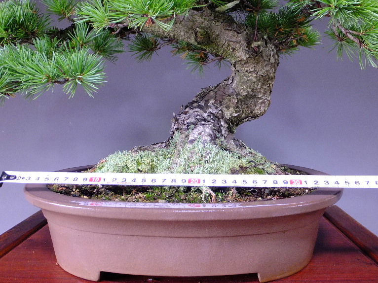 逸品盆栽/推奨盆栽/那須五葉松 中品盆栽 販売/通販のFROM JAPAN