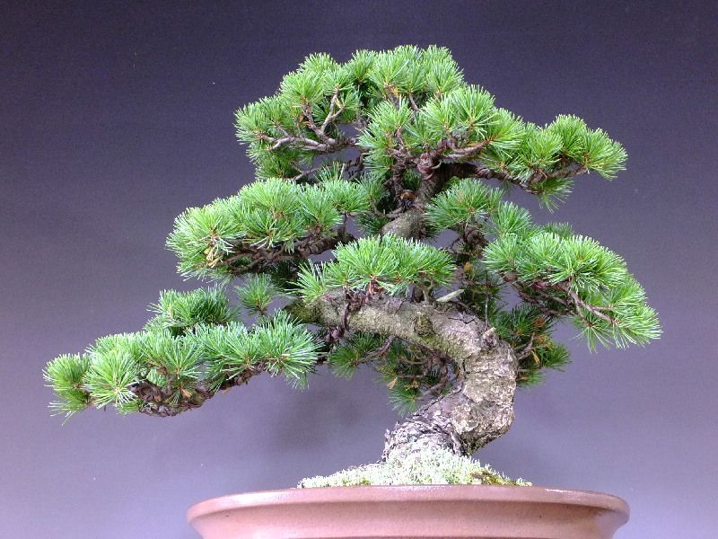 逸品盆栽/推奨盆栽/那須五葉松 中品盆栽 販売/通販のFROM JAPAN