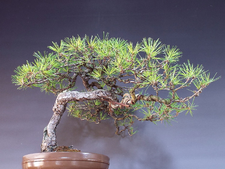 山採り　赤松　アカマツ　約180センチ 山採り 赤松 アカマツ 約180センチ 【Bonsai diary】 山採りから3年目の