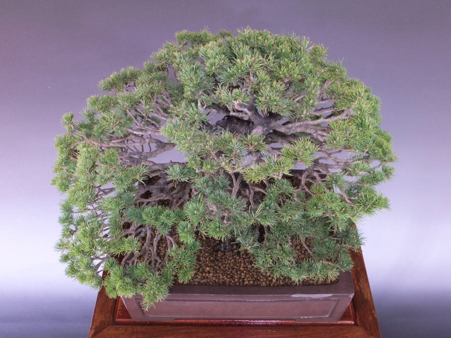 五葉松盆栽]八房・瑞祥/特推奨素材(B543)