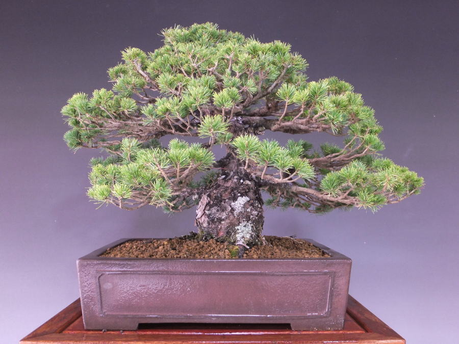 瑞祥五葉松盆栽！ 五葉松〔瑞祥〕│盆栽、盆栽書籍、盆栽鉢の通販│近代出版