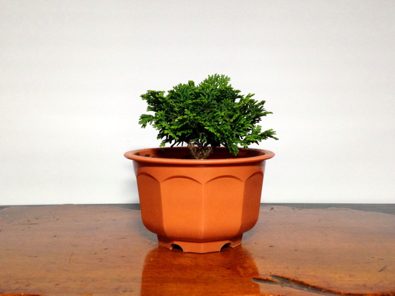 亦盆栽」津山檜 小品盆栽 逸品 - 植物/観葉植物